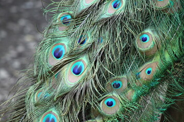 close-up of the feathers of a peacock