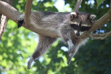 raccoon (procyon loto) lies in the tree and relaxes