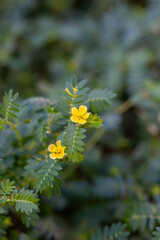 Macro image of Tribulus terrestris plant with flower