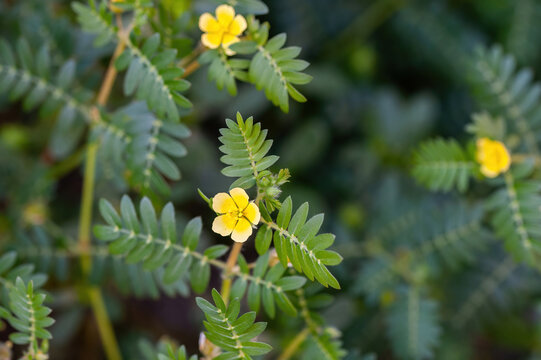 Macro image of Tribulus terrestris plant with flower