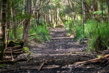 walking track in a national park in tasmania australia