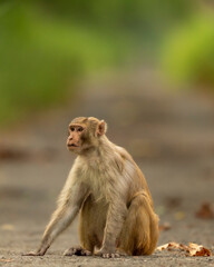 Rhesus macaque or Macaca monkey with expression blocking road or track at chuka ecotourism safari...