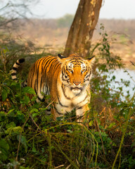 wild indian female bengal tiger or panthera tigris closeup in morning territory stroll head on staring with angry face in safari at dhikala forest jim corbett national park reserve uttarakhand india