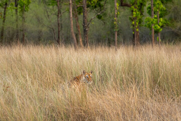 Indian wild female bengal tiger or panthera tigris tigris camouflage in grass at bandhavgarh national park or forest tiger reserve madhya pradesh india asia - 650590042