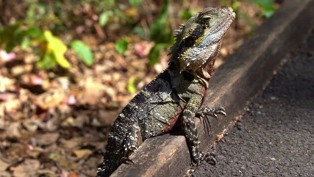 Wild and mature male Australian eastern water dragon, intellagama lesueurii spotted basking on the kerbside of a forest ground with deep red colour on the chest and belly area, close up shot.