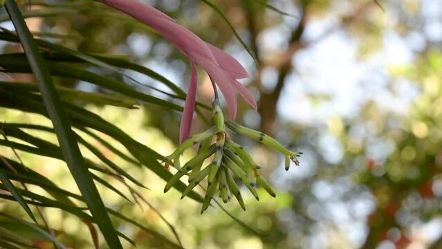 Bromeliad flowers Billbergia distachya Brazilian native plant