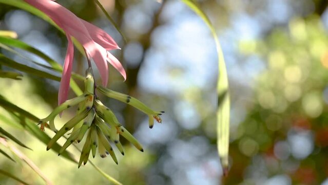 Bromeliad Billbergia distachya, plant native to the Brazilian Atlantic Forest