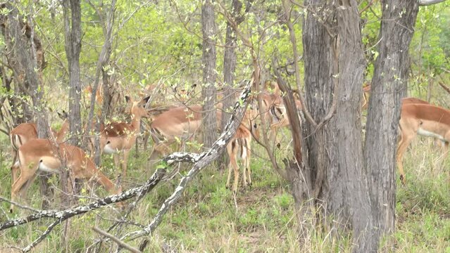 A group of female impala weaving through dense underbrush, Kruger, South Africa Aepyceros melampus