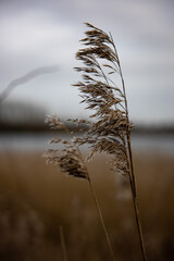 single stalk of grass with seeds blowing in the wind against a backdrop of the reeds and water on a grey cloudy day at the wetlands nature reserve