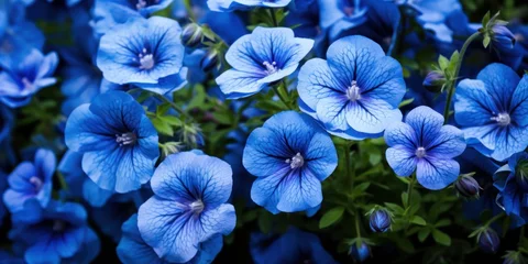 Foto op Aluminium A field of blue flowers, blossoms, background © Teppi