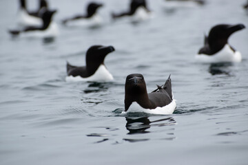 Fototapeta premium water birds