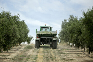 a combine harvester collects olives from the olive trees