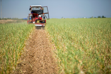 a combine harvester collects garlic in the field