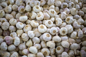 sample of garlic in a factory