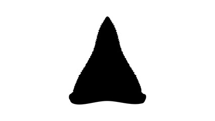shark tooth silhouette, high detail black vector on transparent background