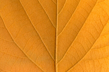 close up of autumnal leaf texture