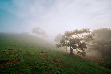 misty morning in the forest