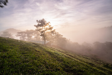 Lawn in pine forest