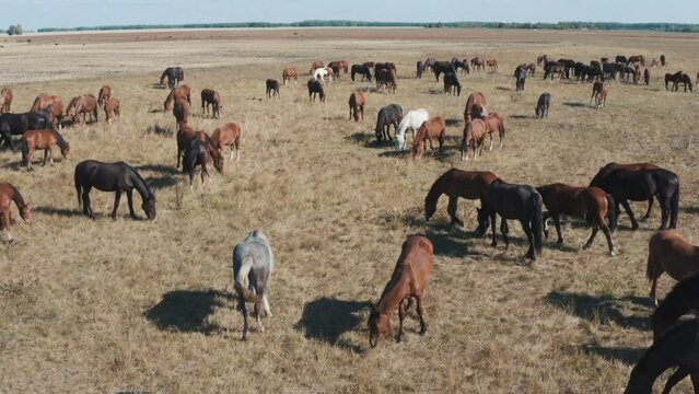 This stock video shows a herd of horses grazing in the steppe on a sunny day. This video will decorate your projects related to nature, pets, horses, horse breeding.