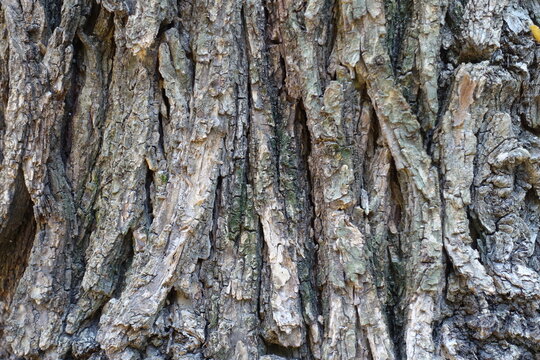 Closeup of grey bark of field elm tree