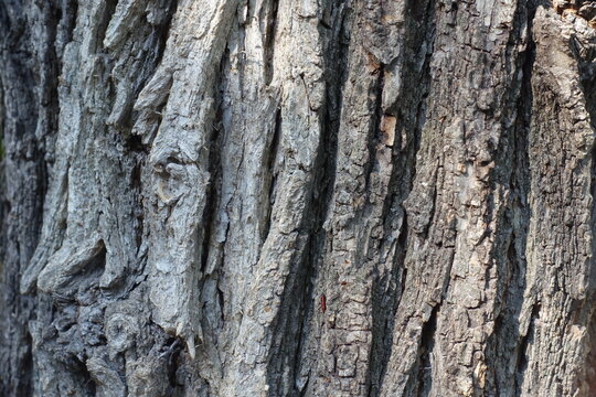 Fissured grey bark of field elm tree texture