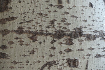 Diamond shaped marks on light grey bark of silver poplar tree