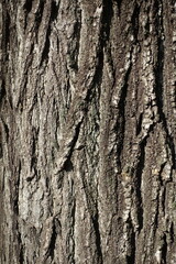 Surface of brown bark of Japanese pagoda tree