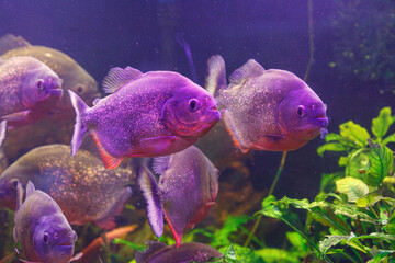 underwater photography of fish Pygocentrus nattereri