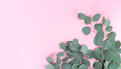 wedding or mothers day background, green eucaliptus leaves over pink background with copy space