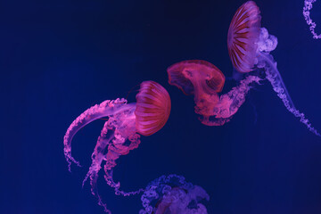 underwater shooting of beautiful jellyfish Chrysaora hysoscella