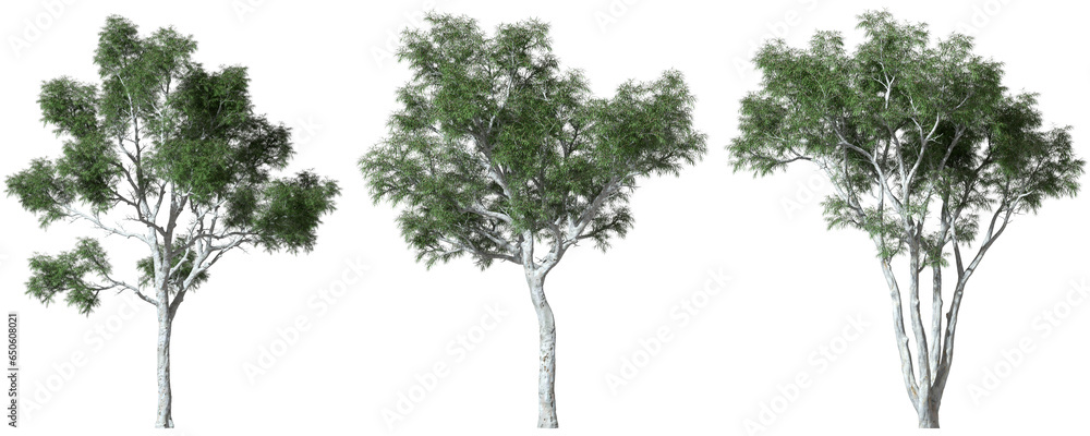 Poster forest outside trees collections set isolate backgrounds 3d render png
