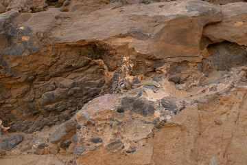 ardillas salvajes