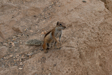 ardillas salvajes