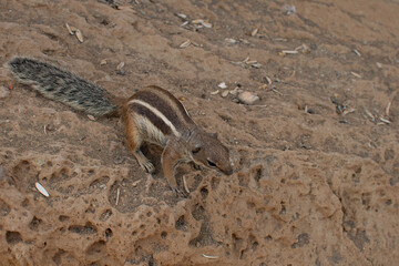 ardillas salvajes