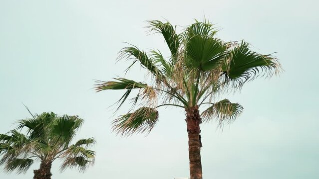 Palm trees on a sunny day.  Move wide footage