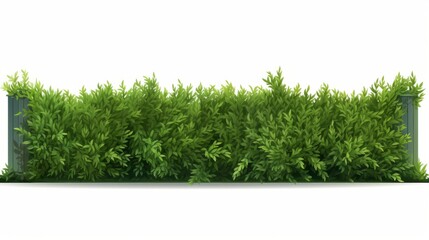 hedges and grass in front of lawn on white background