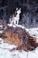Siberian husky dog watches