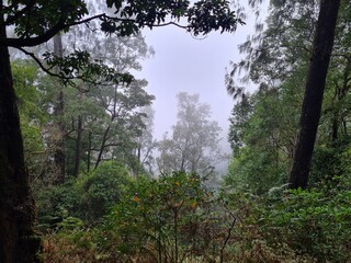 Big trees in the middle of the forest
