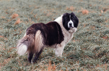 Caucasian shepherd in the field