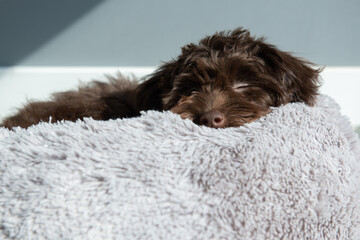 Puppy Yorkiepoo rests at home. Cute designer breed little dog, yorkshire terrier and poodle mix. Adorable pet's indoor portrait