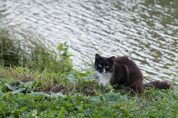 Fototapeta premium Black and white fluffy cat on the shore of a pond