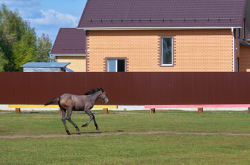 A brown foal gallops across a field next to a farmhouse
