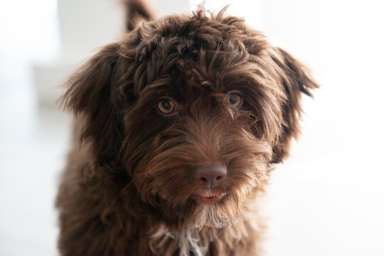 Puppy Yorkiepoo rests at home. Cute designer breed little dog, yorkshire terrier and poodle mix. Adorable pet's indoor portrait