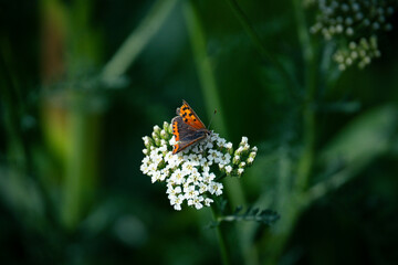 Fototapeta na wymiar Schmetterling 