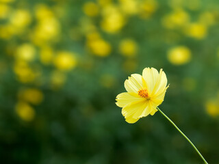 キバナコスモス（レモンブライト）
