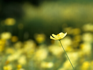 キバナコスモス（レモンブライト）