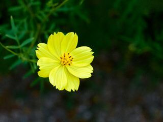 キバナコスモス（レモンブライト）