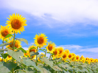 並んだひまわり