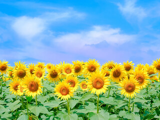 満開のひまわり