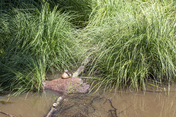 grass and water and a duck 